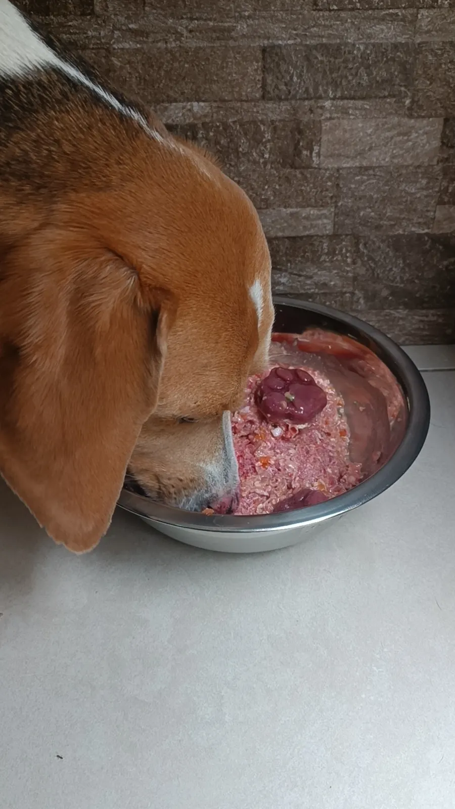 Comida natural BARF para Labrador en Quito