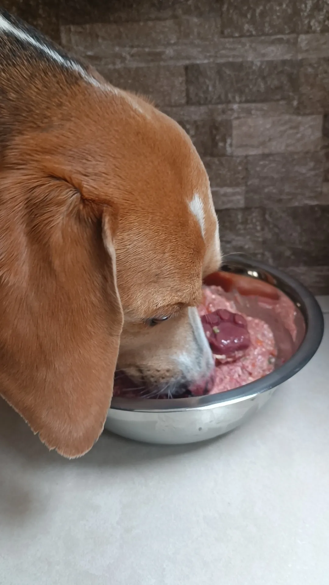 Tu perro hace popó con moco o sangre y pujando
