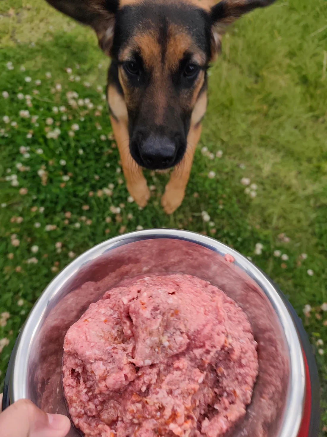 Tu perro está gordito y casi no se mueve